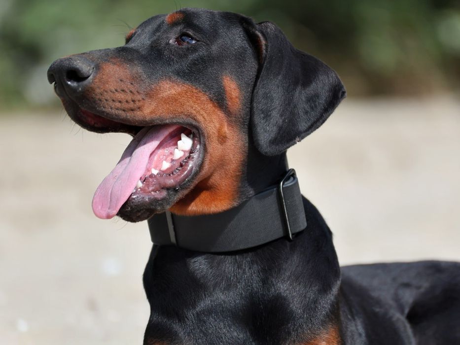 Цуценя Добермана. Хлопчик