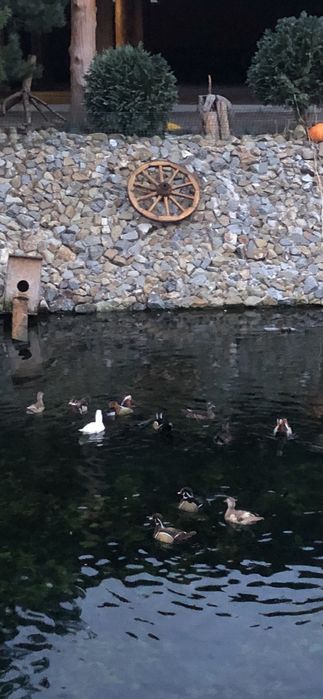 Будиночок з чаном-джакузі та басейном з підігрівом.