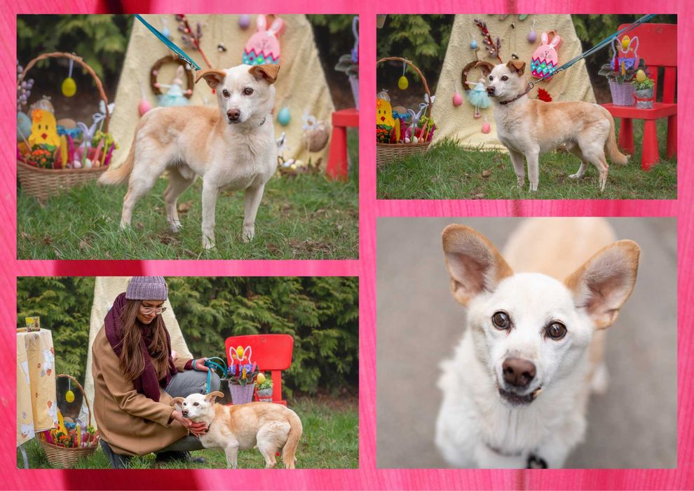 KUMIK - marzy o nowym domu i rodzinie