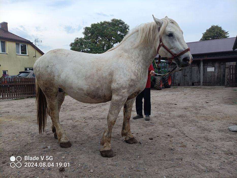 Klacz 7 lat że zrebakiem