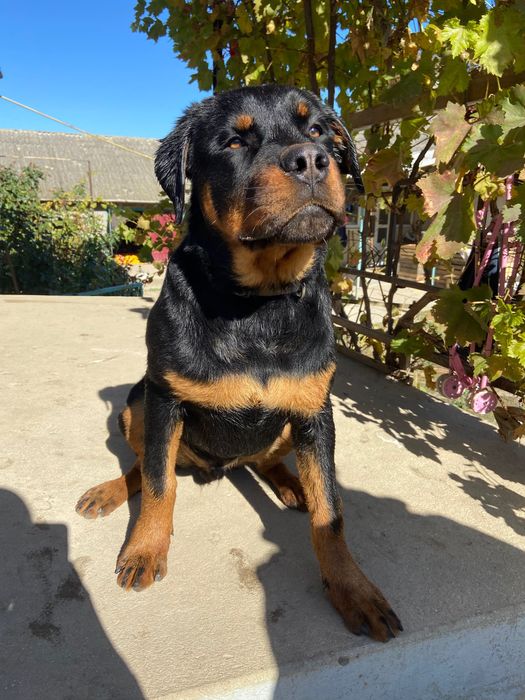 Вʼязка,Ротвейлер шукає дівчину