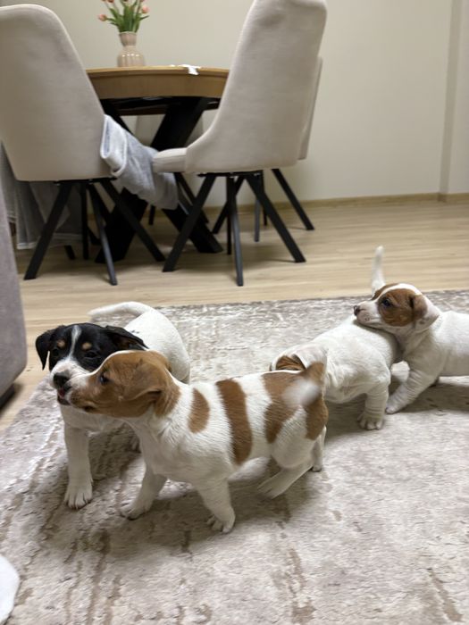 Pieski Jack Russell Terrier