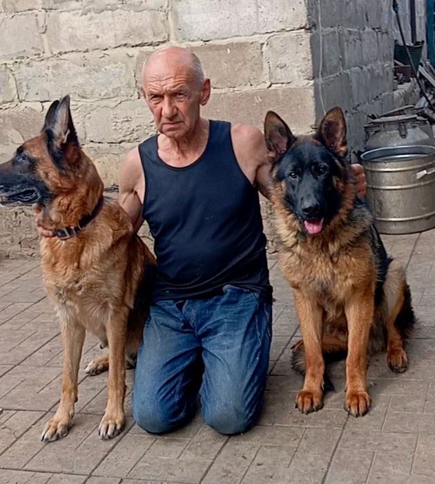 Щенки нем овчарки с родословной.