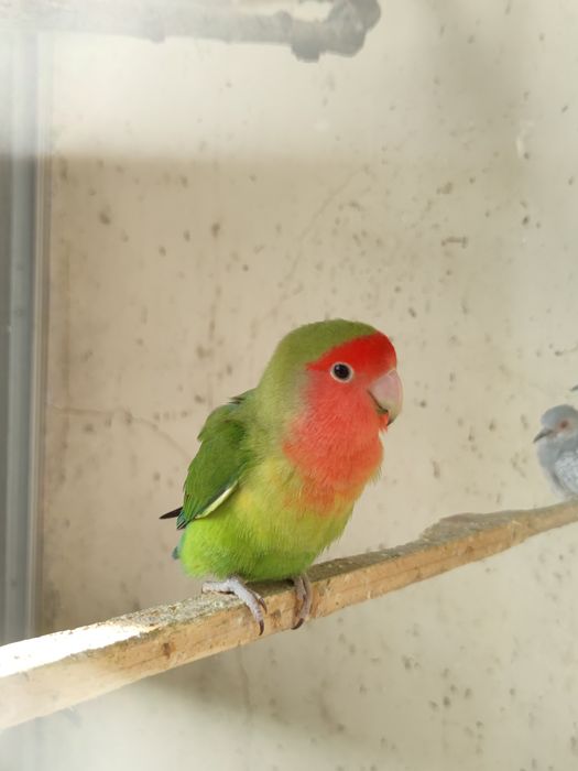 Vendo casal de agapórnis