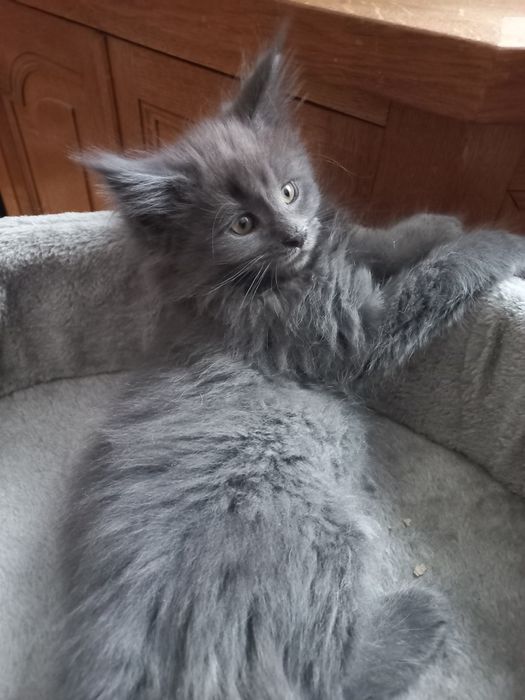 Kotek Maine Coon