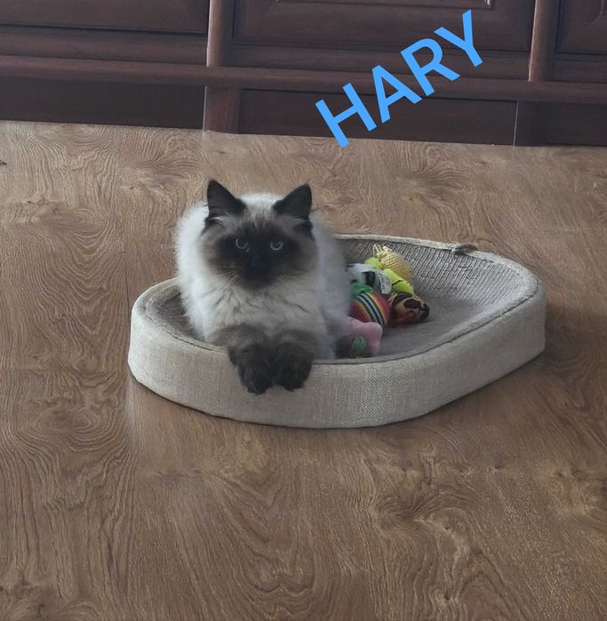 Cudowny kocur  Magiczny Sen*PL .  REZERWACJA