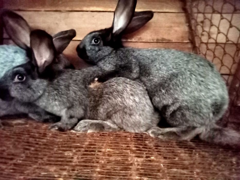 Кітні самиці (Полтавське срібло) самці,  кроленя