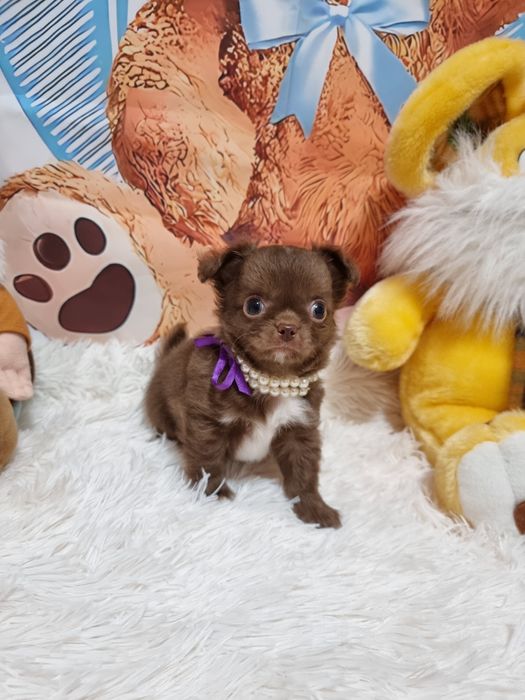 Chihuahua macho chocolate  miniatura de pêlo comprido com Pedigree