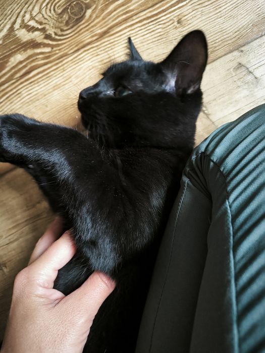 Котик привитий 7 місяців