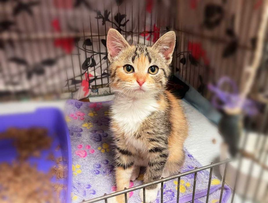 Крихітна милота Моллі (2,5 м) дуже хоче додому! Кошеня, кішка