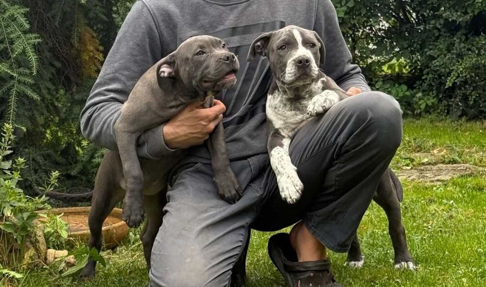 American Staffordshire Terrier Amstaff – Mocny Samiec