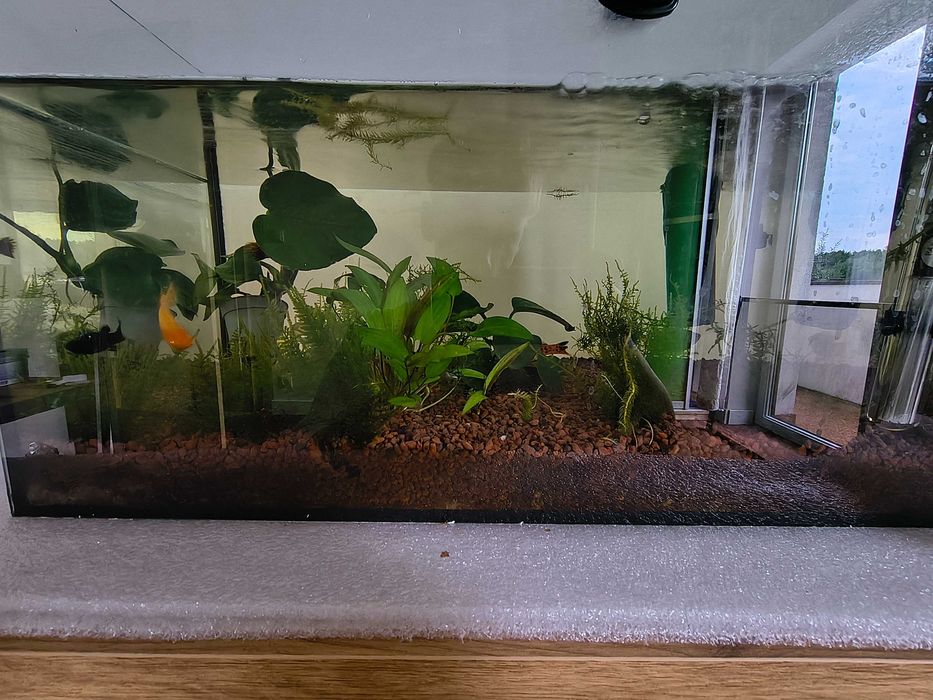 Oddam rybki akwariowe