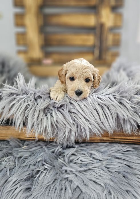 ZAREZERWOWANY  Maltipoo F1 cudny chłopiec