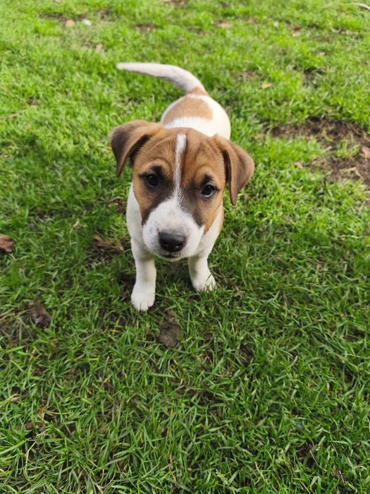 Okazja! Piesek Jack Russell Terrier