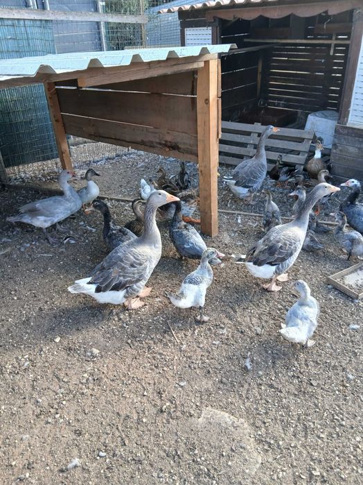 Aves de capoeira de criação caseira.
