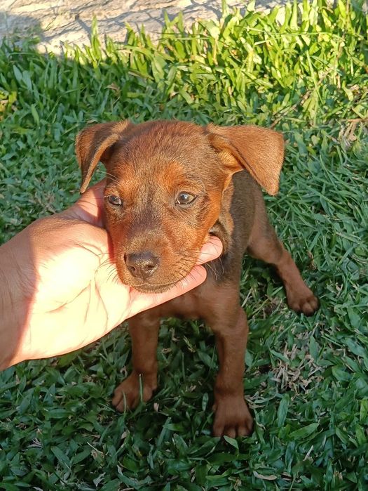 Pinscher macho castanho