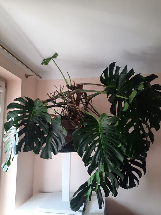 Monstera big form olbrzym