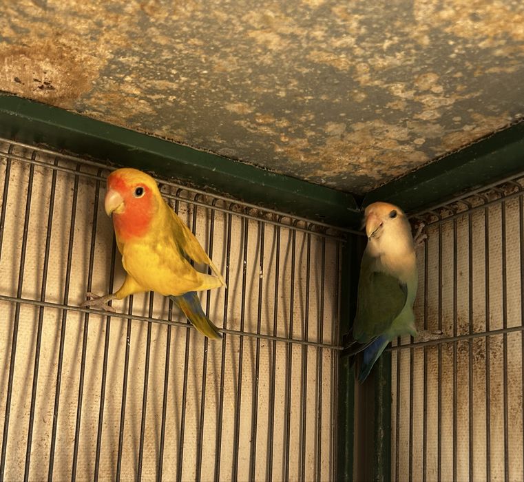 Casal de Agapones