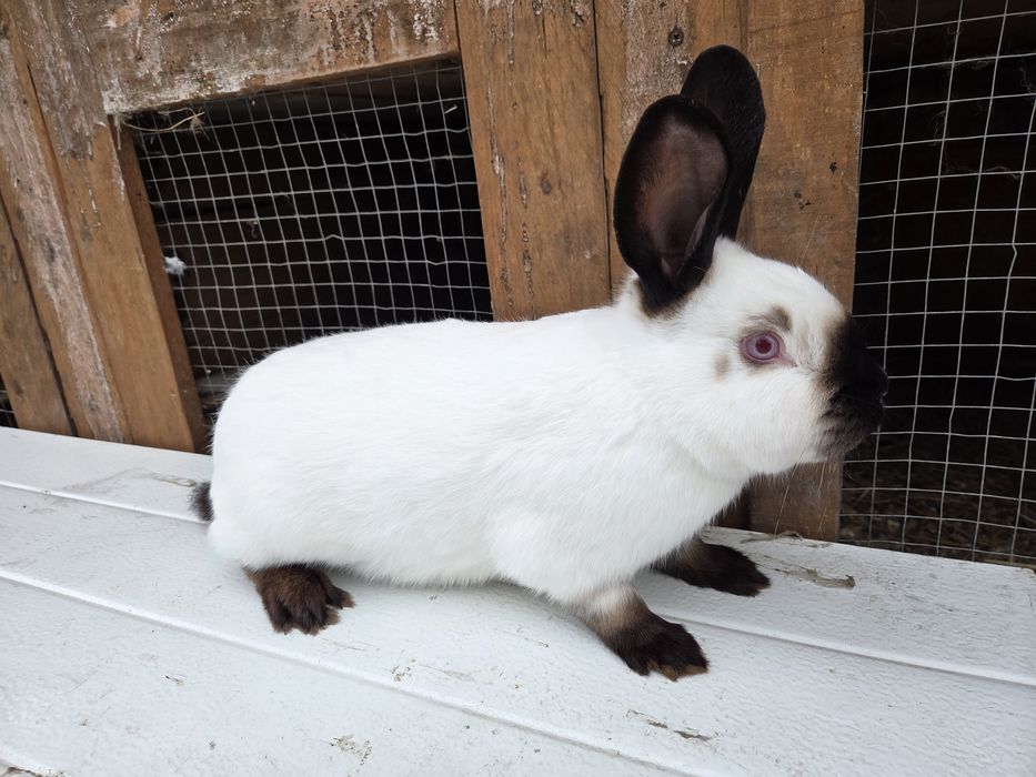 Kalifornijski czarny