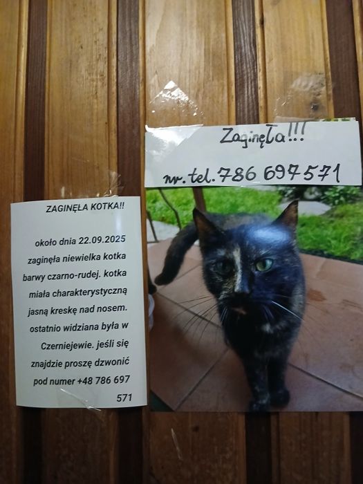 Zaginęła kotka w Czerniejewie