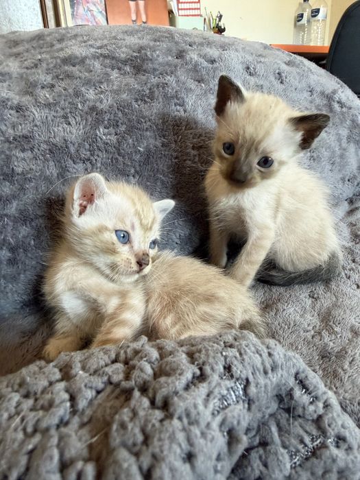 Gatinhos para adoção
