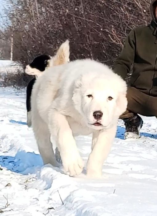 Щенки среднеазиатской овчарки, алабай-крупный мальчик.
