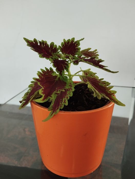 Solenostemon pokrzywa ozdobna