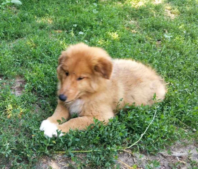 Цуценята Коллі довгошерстий 3 міс