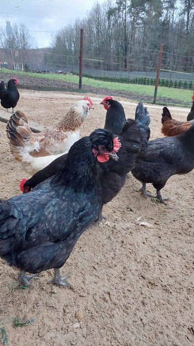 Jajka od kur z własnych lęgów.