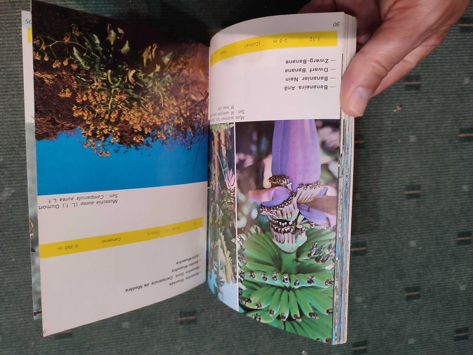 Madeira - Plantas e Flores - Luis de O. Franquinho, António da Costa