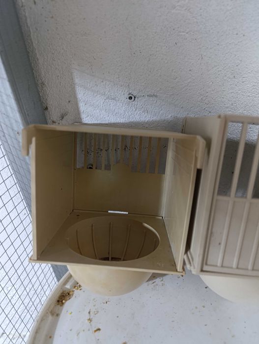 Vários ninhos da 2 gr para canários ou exóticos