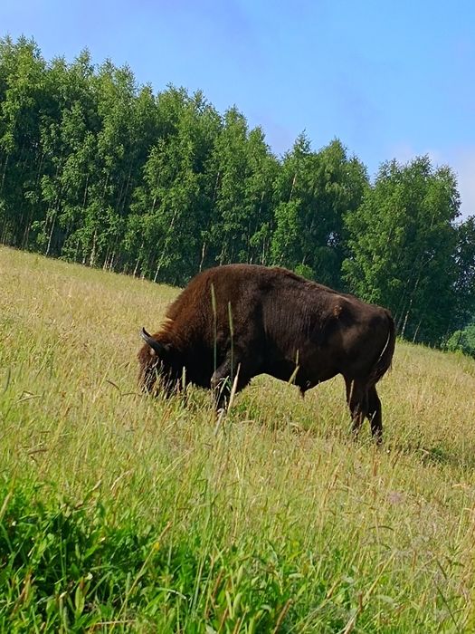 Chatka w Teremiskach