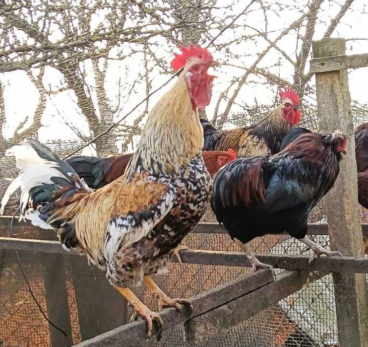 Sprzedam Koguty,Zielononóżki,Sussex,Araukany i Silki