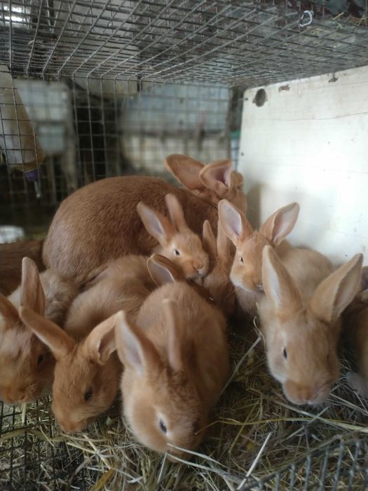 Продам кролі Бургунці
