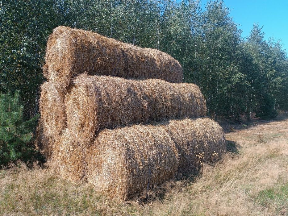 Słoma w belach 2026