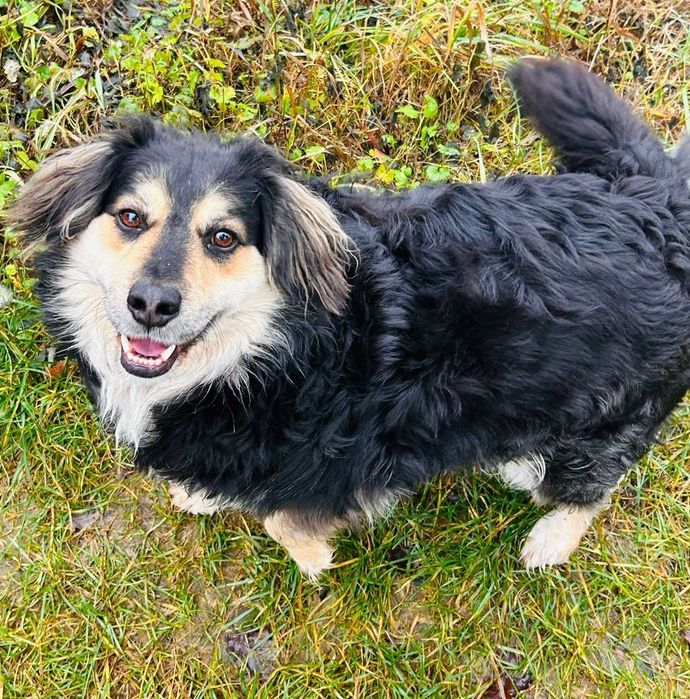 przyjacielski Baron szuka nowego domu