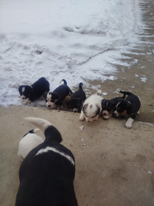 Цуценята віддам в добрі руки