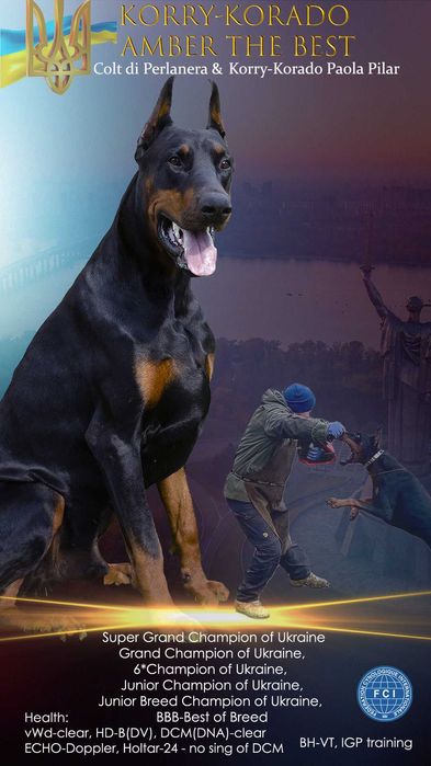 Кобель-чемпион добермана для вязки