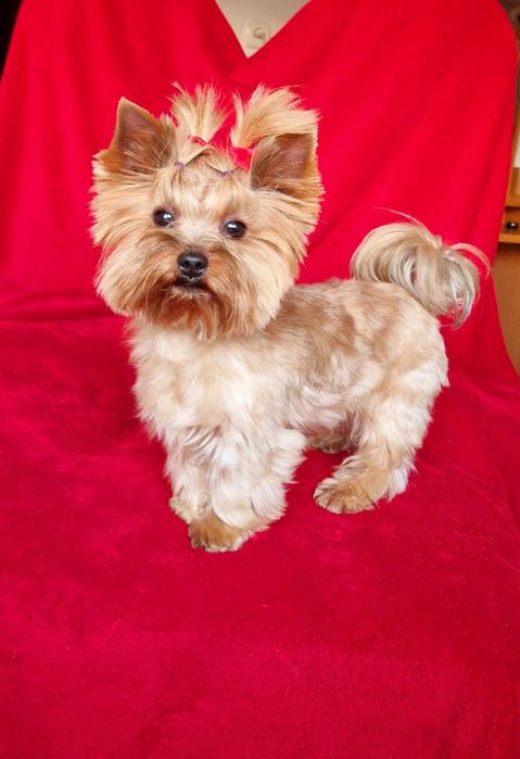 Yorkshire terrier  piesek ocean pearl