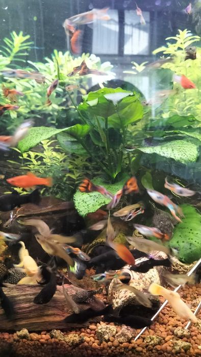 Molinezje gupiki mieczyki