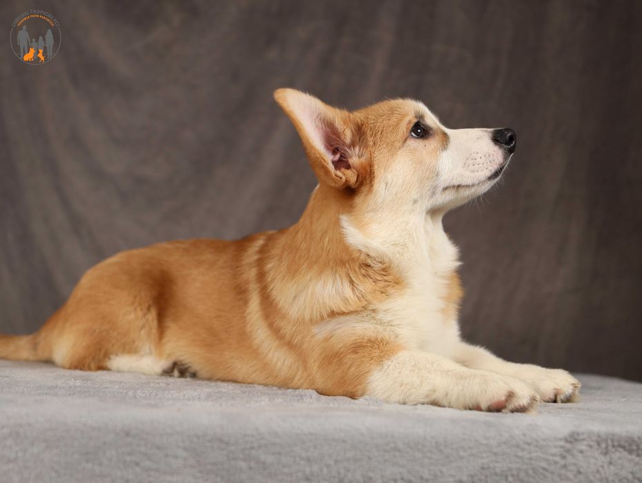 Welsh Corgi Pembroke ZKwP FCI  piesek po Championie , badania na chor. gen