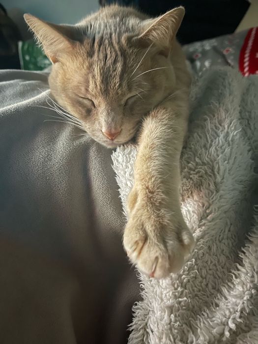 Gata para adopção responsável