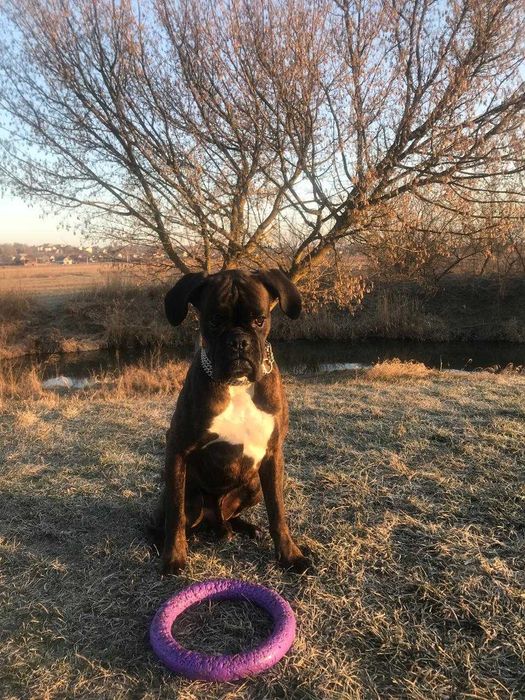 В'язка німецького боксера