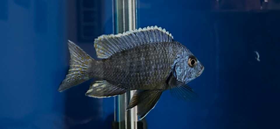 Aulonocara Chilumba Azul