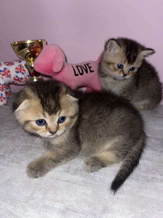 Золота шиншила