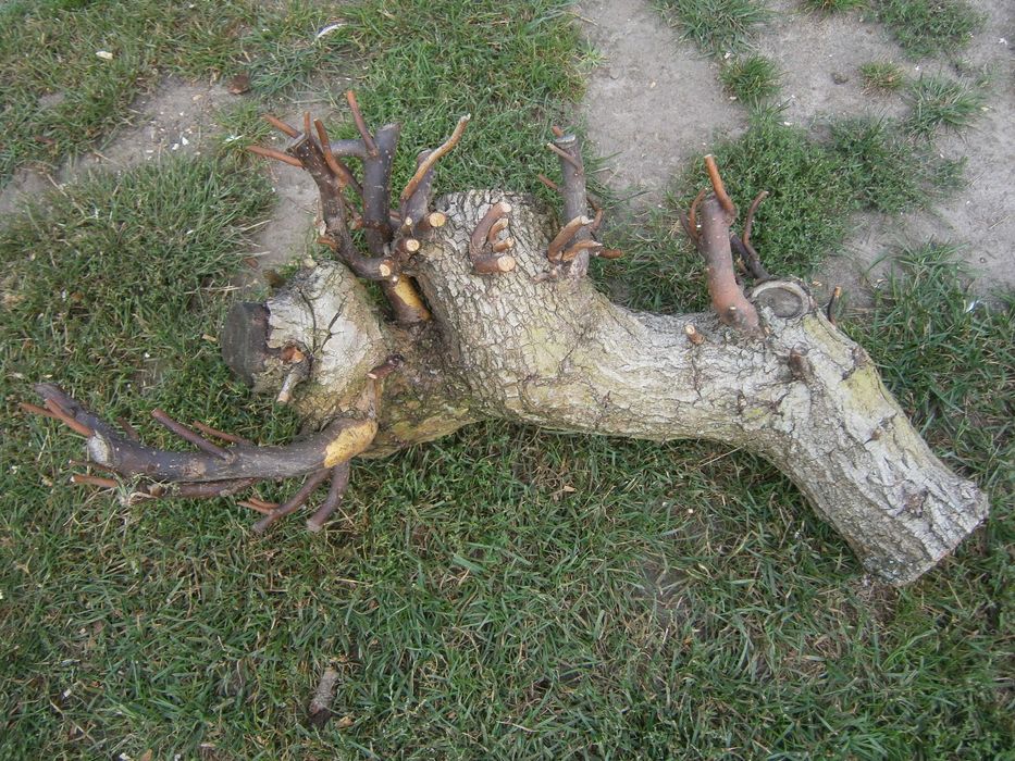 do terarium konar wierzby mandżurskiej.