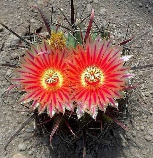 Кактуси, сукуленти ферокактус граціліс