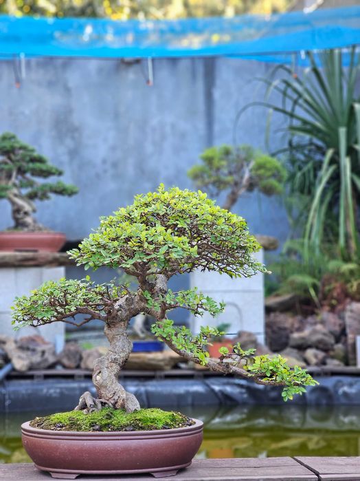 Bonsai ulmus parvifolia
