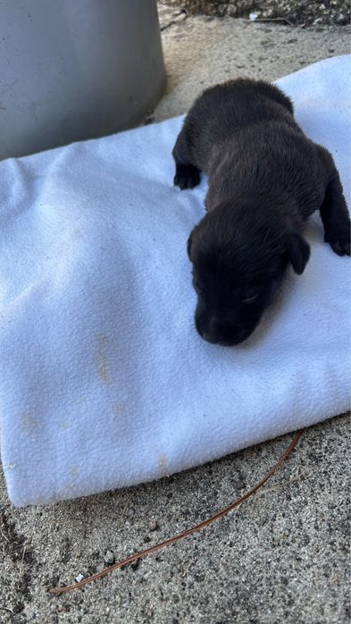 Caes porte pequeno com 2 meses
