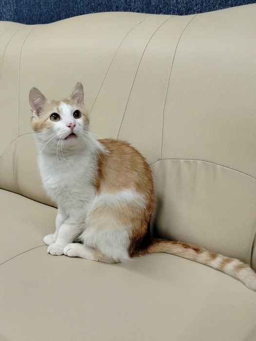 Rudzik do adopcji